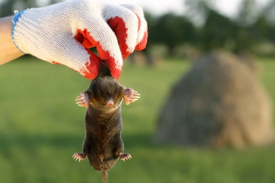 Preferred Pest Control Company in Mill Valley, CA Professional Pest Control Company in Mill Valley, CA