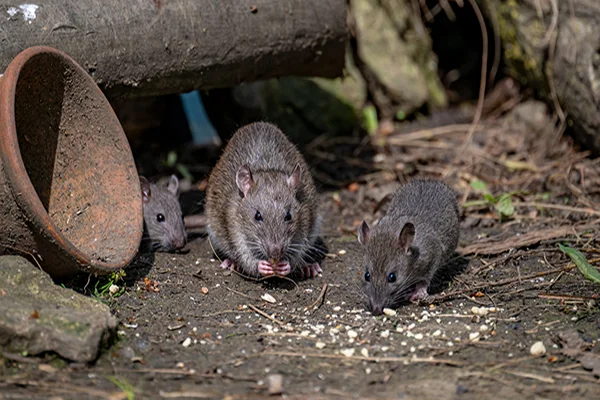 How to Exterminate Rats in Mill Valley, CA