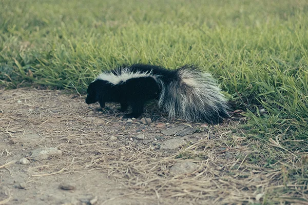 How to Remove a Skunk Smell Mill Valley, CA