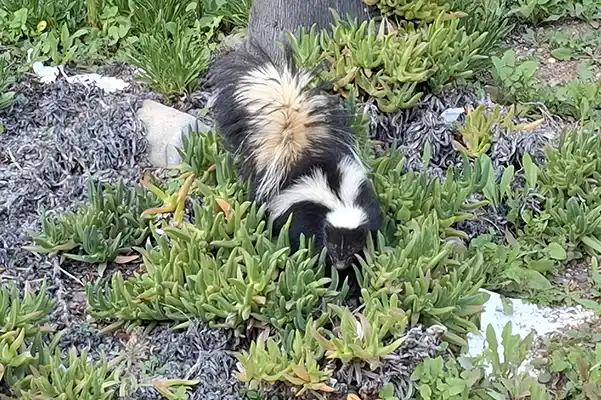 How to Remove a Skunk Smell in Mill Valley, CA