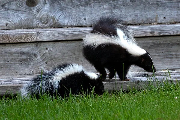 How to Remove a Skunk in Mill Valley, CA