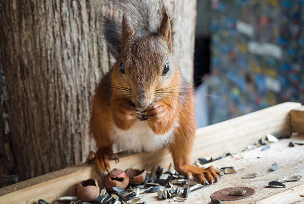 How to Remove a Squirrel Nest Mill Valley, CA How to Remove a Squirrel Nest Mill Valley, CA