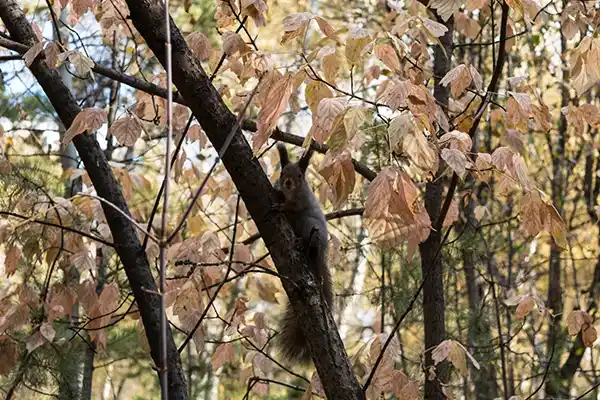 How to Remove a Squirrel Nest in Mill Valley, CA How to Remove a Squirrel Nest in Mill Valley, CA