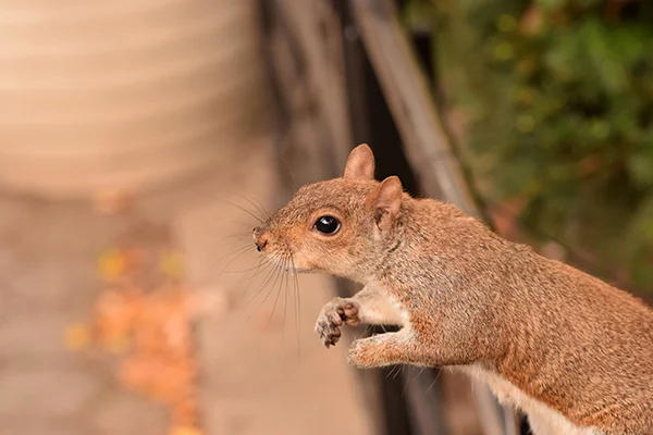 How to Remove a Squirrel in Mill Valley, CA