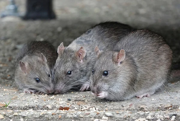 Reliable Rat Control in Mill Valley, CA Reliable Rat Control in Mill Valley, CA