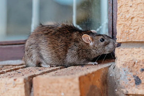 Reliable Rodent Control in Mill Valley, CA