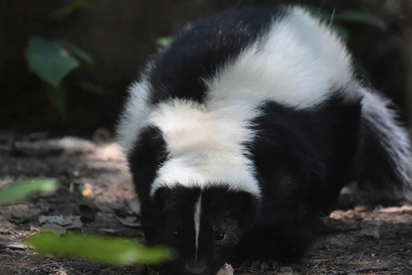 Affordable Skunk Removal in Mill Valley, CA