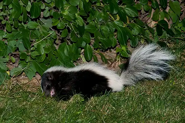 Professional Skunk Removal in Mill Valley, CA