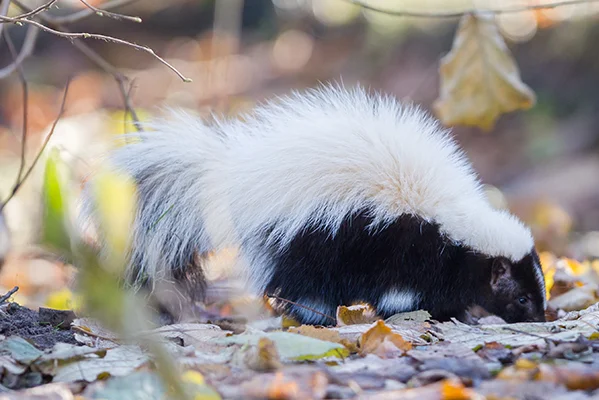 Reliable Skunk Removal in Mill Valley, CA