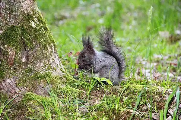 Affordable Squirrel Removal in Mill Valley, CA
